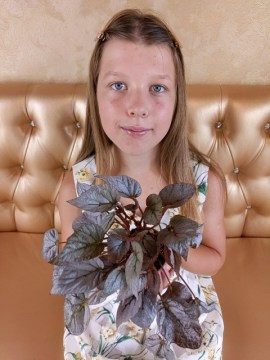 Бегония Silver Leaves